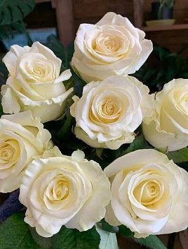 7 белых роз в ленте