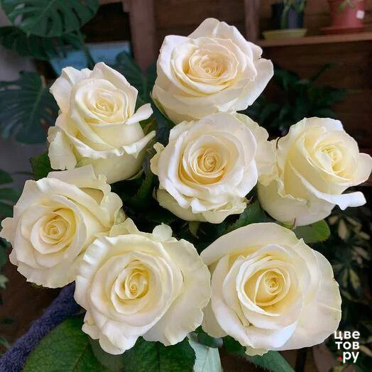 7 белых роз в ленте